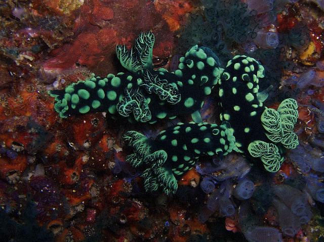 Neonsternschnecken 125.jpg